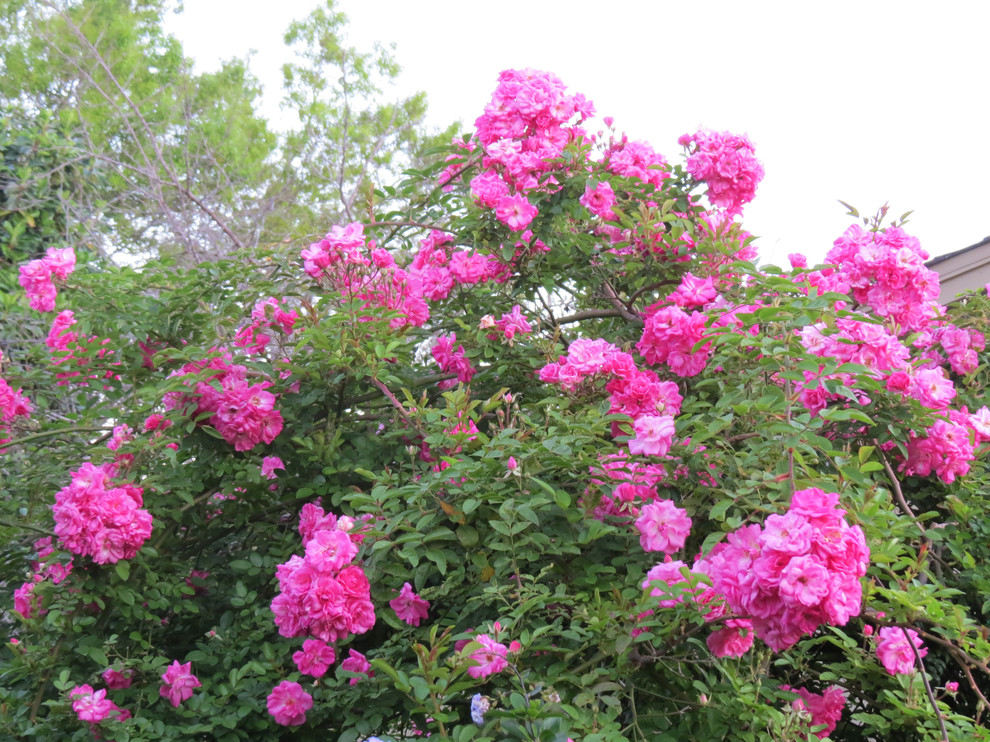 Design ideas for a traditional landscaping in Houston.