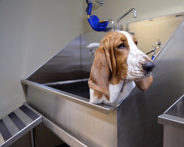 Dog Grooming Sinks Industrial Utility Room Ottawa by Ridalco