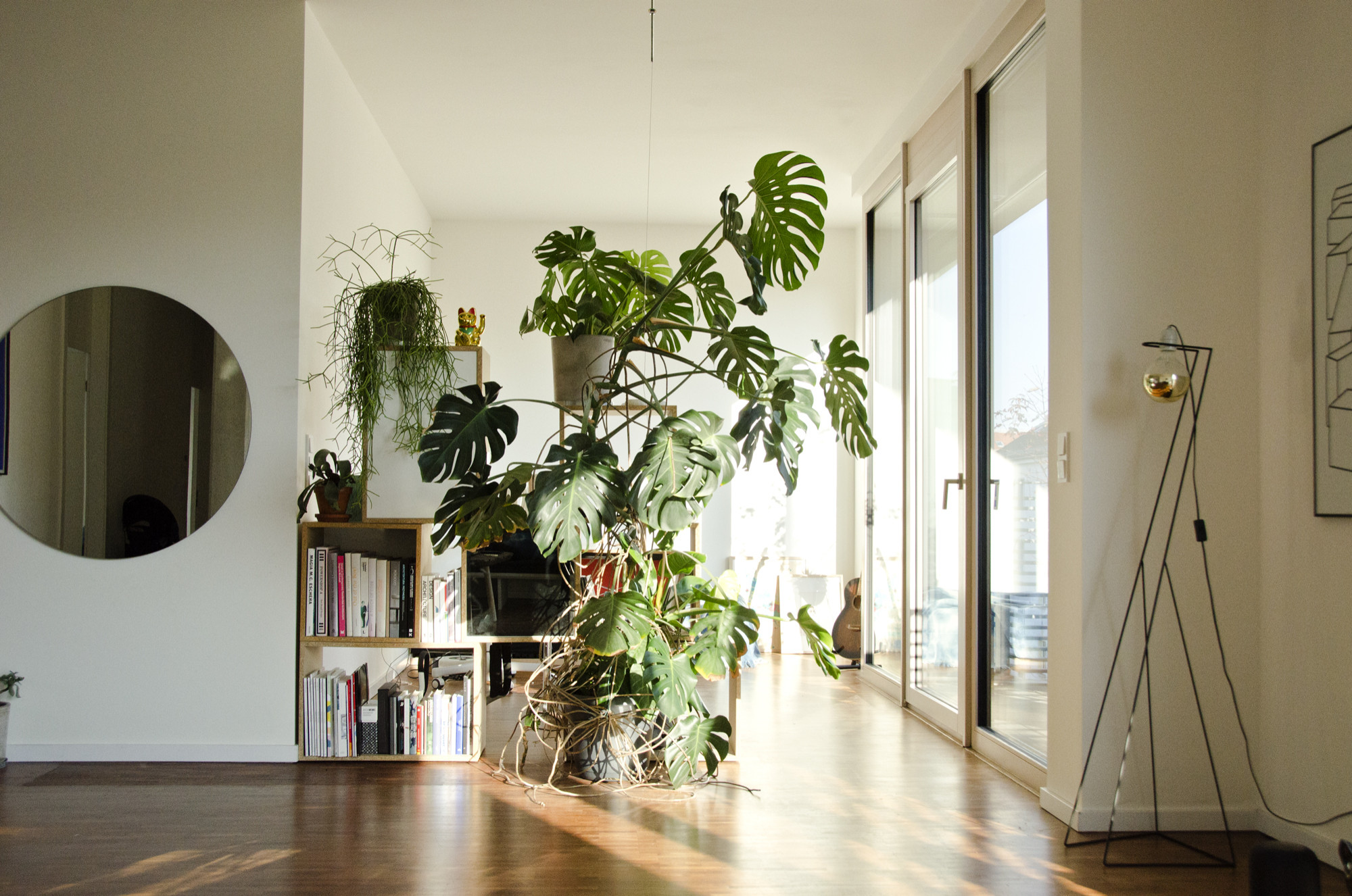 Große Zimmerpflanzen: die 12 schönsten fürs Zuhause