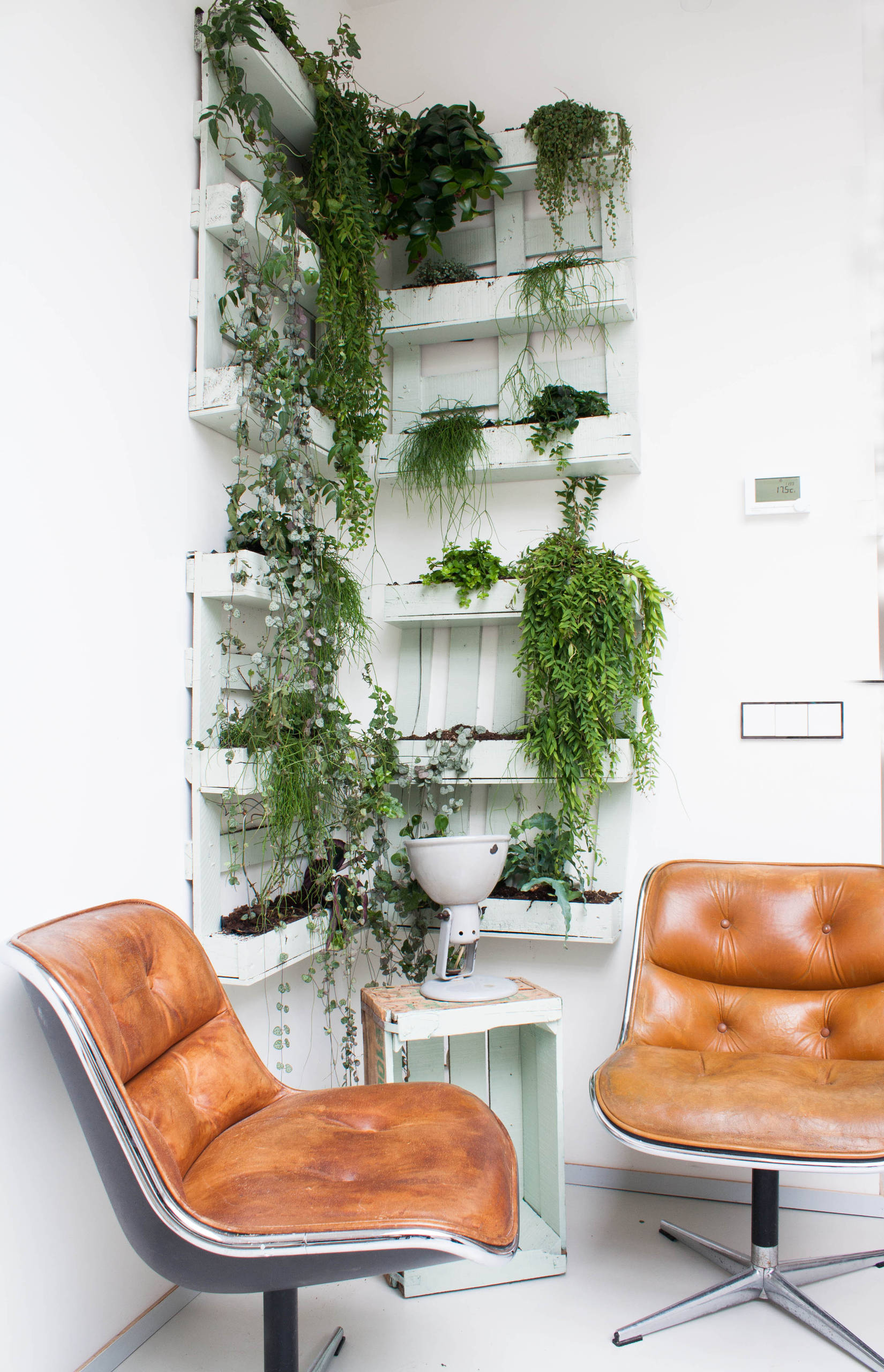 Efeu als Zimmerpflanze: Die Ivy League der Indoor-Dschungel