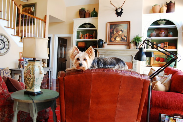 The Best Of My Houzz 50 Design Loving Pets
