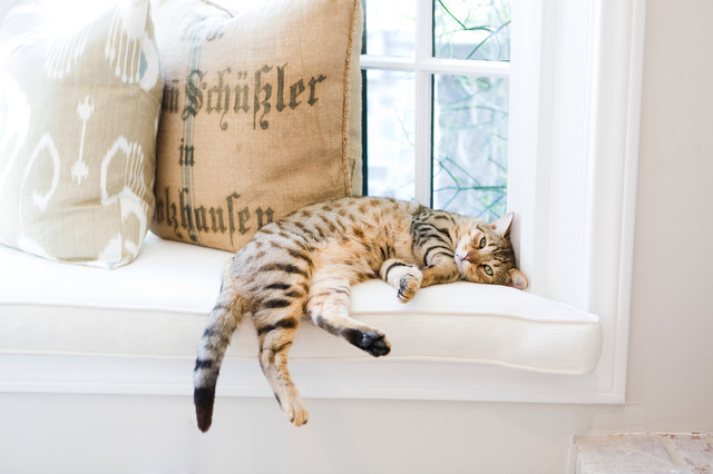5 proposte per creare la casa ideale per il tuo gatto - Sanicat