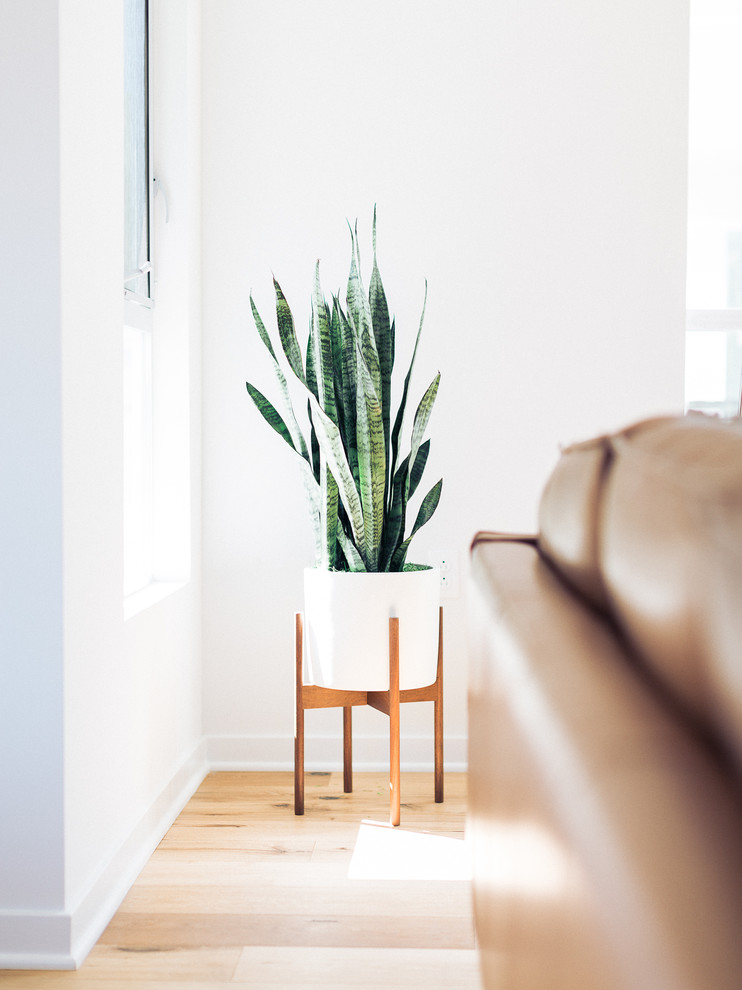 Snake Plant in Modernica Case Study Planter Midcentury Living Room