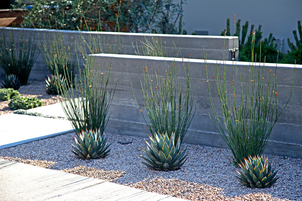 Large minimalist front yard concrete paver patio vertical garden photo in San Luis Obispo with a pergola