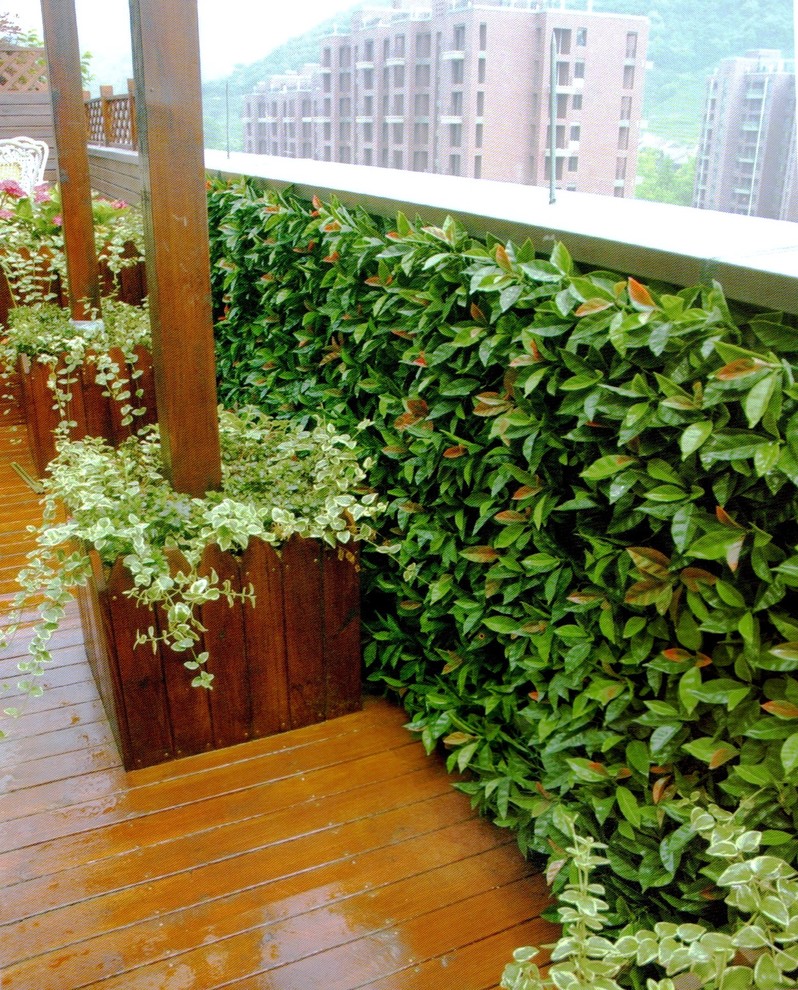 Inspiration pour un mur végétal de terrasse arrière minimaliste de taille moyenne avec aucune couverture.