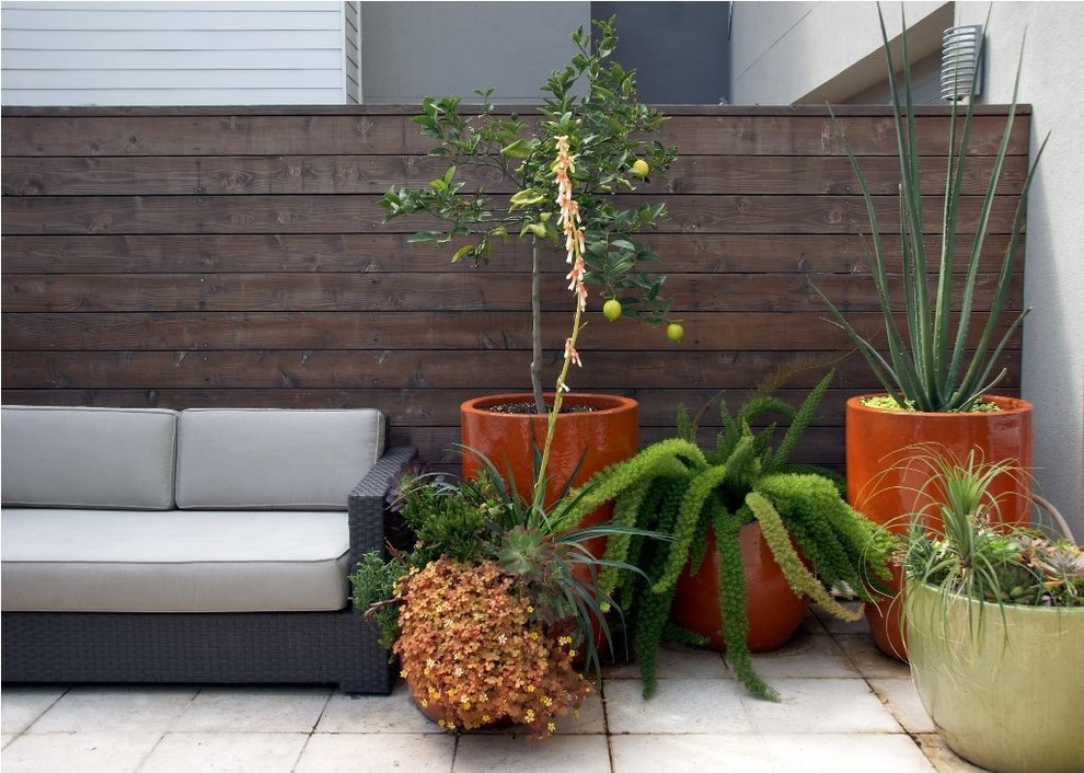 Cette image montre une terrasse arrière minimaliste de taille moyenne avec des pavés en béton et aucune couverture.