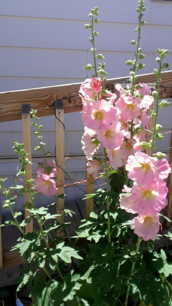 Breaking Ground in 2012 (100 Edible Fig Leaf Holly Hocks