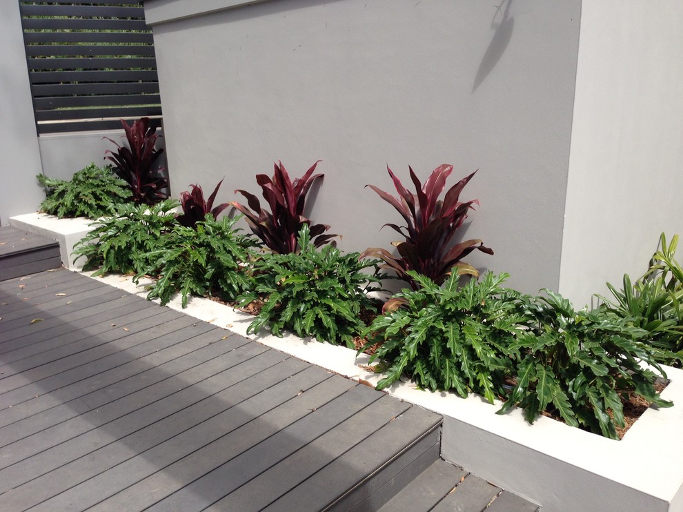 Großer Moderner Vorgarten mit Kübelpflanzen, Dielen und Markisen in Sydney