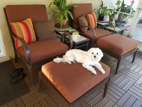 dog sitting on outdoor furniture