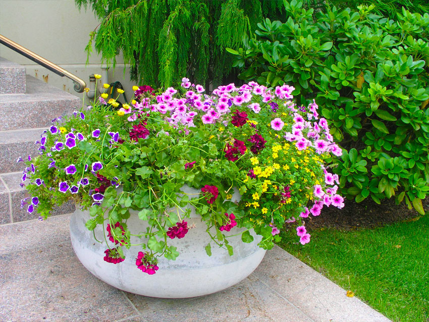 Esempio di un patio o portico chic con un giardino in vaso