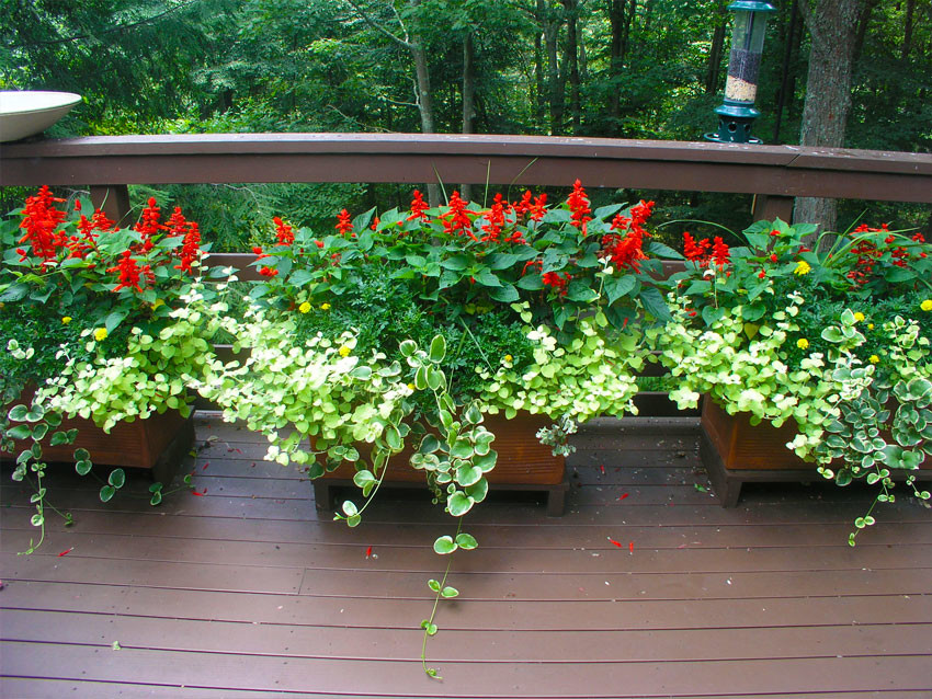 Idee per un patio o portico tradizionale con un giardino in vaso