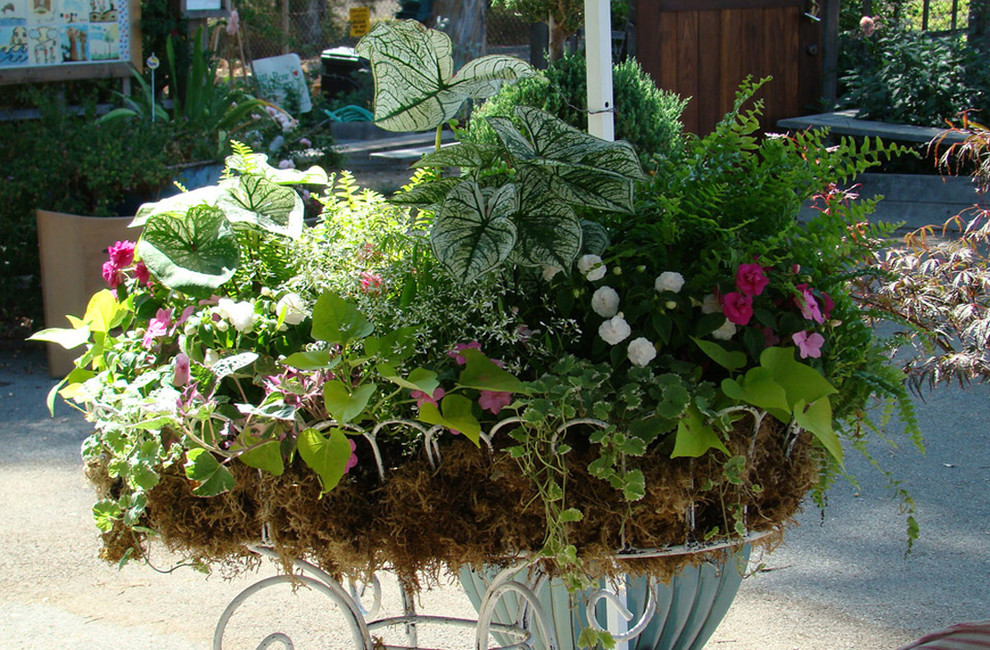Eclectic Plants Overflow in All Directions Eclectic Patio Los
