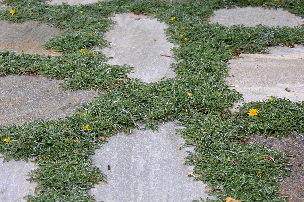 Cette image montre un petit jardin potager arrière vintage avec des pavés en pierre naturelle.