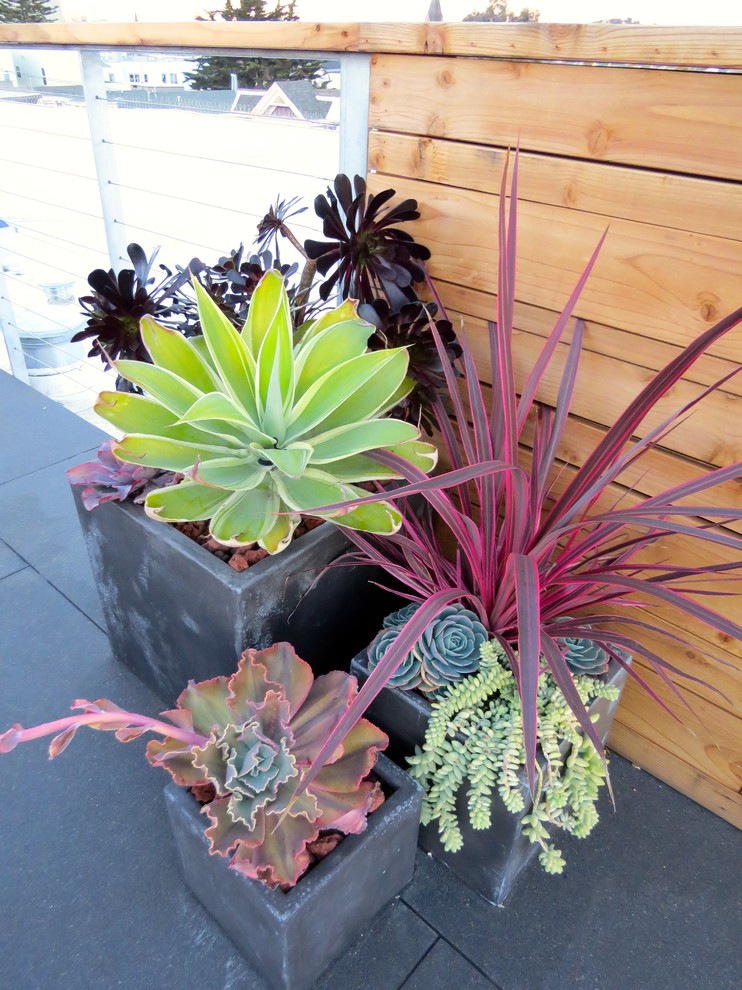 Réalisation d'une terrasse avec des plantes en pots minimaliste.