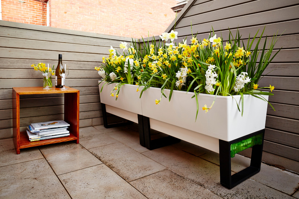 Inspiration pour une terrasse avec des plantes en pots design de taille moyenne avec une cour et des pavés en béton.