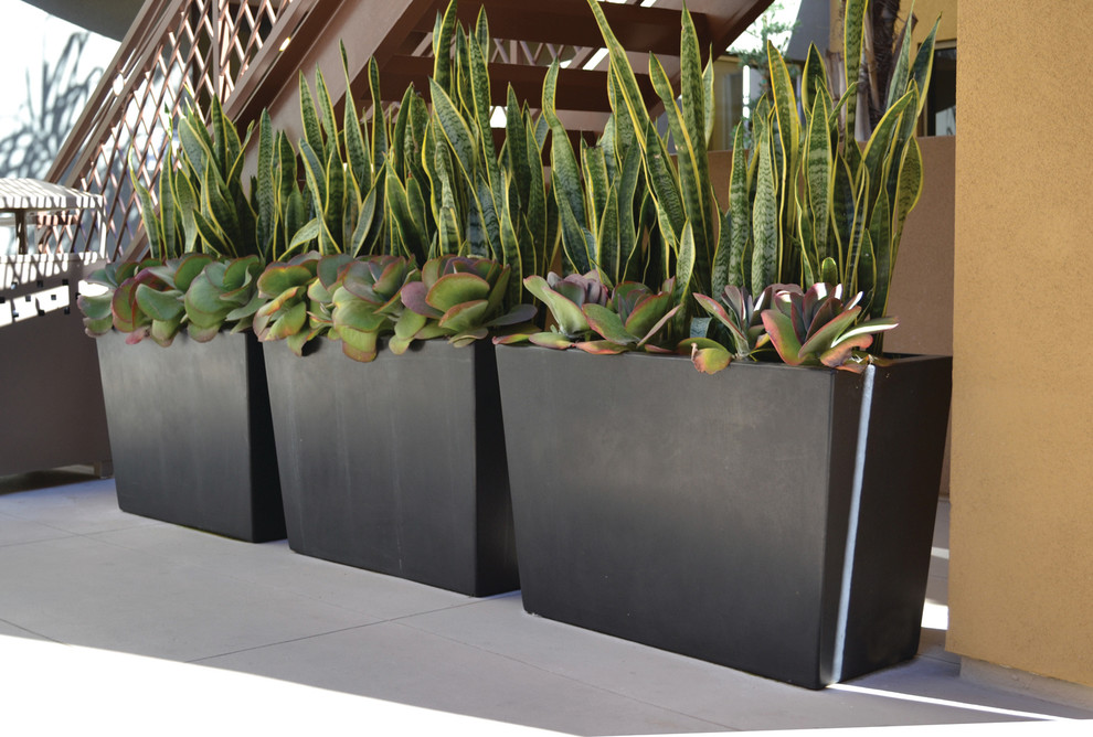 Kleiner, Unbedeckter Moderner Patio im Innenhof mit Kübelpflanzen und Betonplatten in Los Angeles