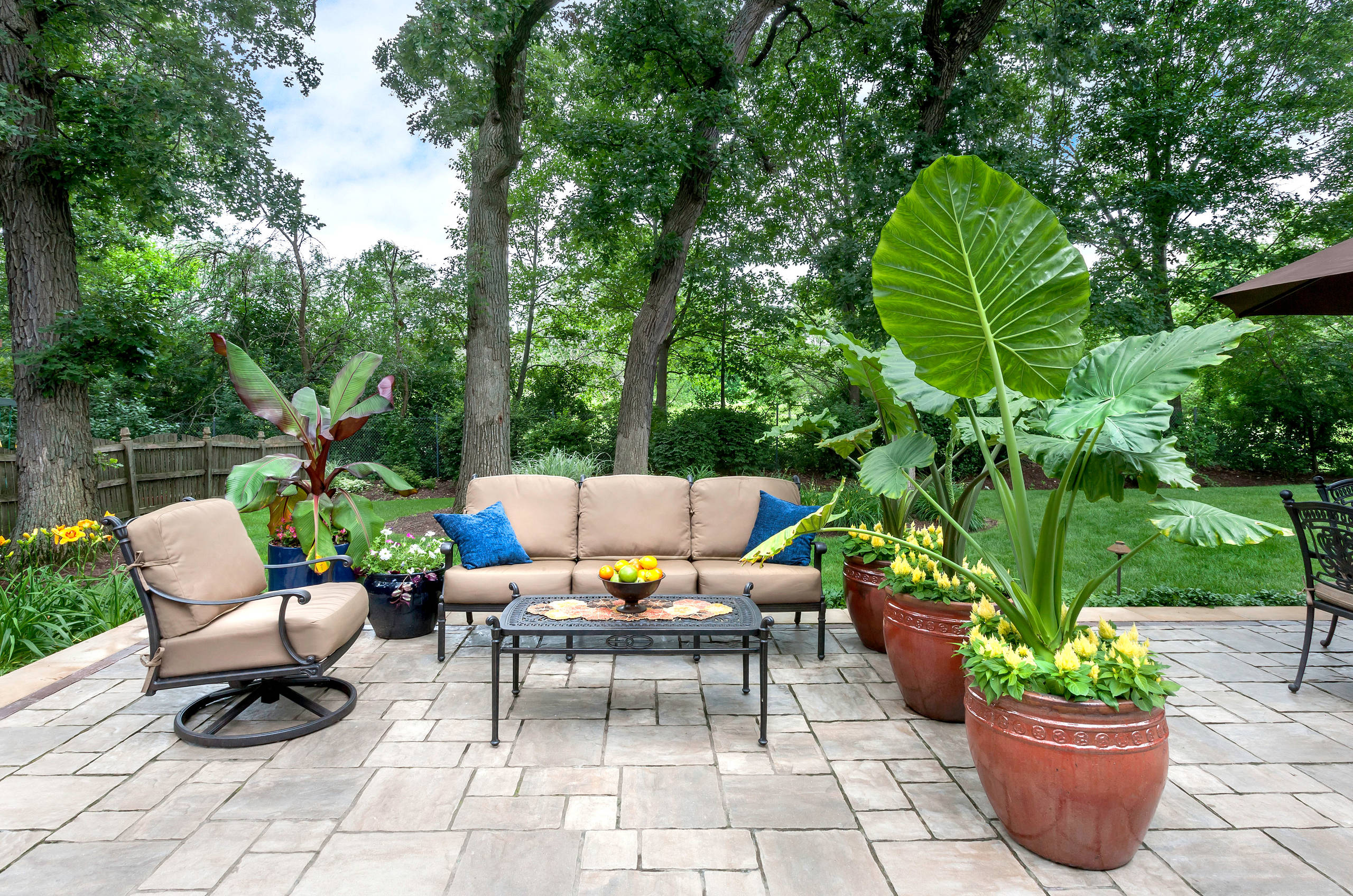 landscaping with elephant ears plant