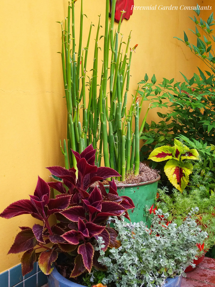 Esempio di un patio o portico boho chic in cortile con un giardino in vaso