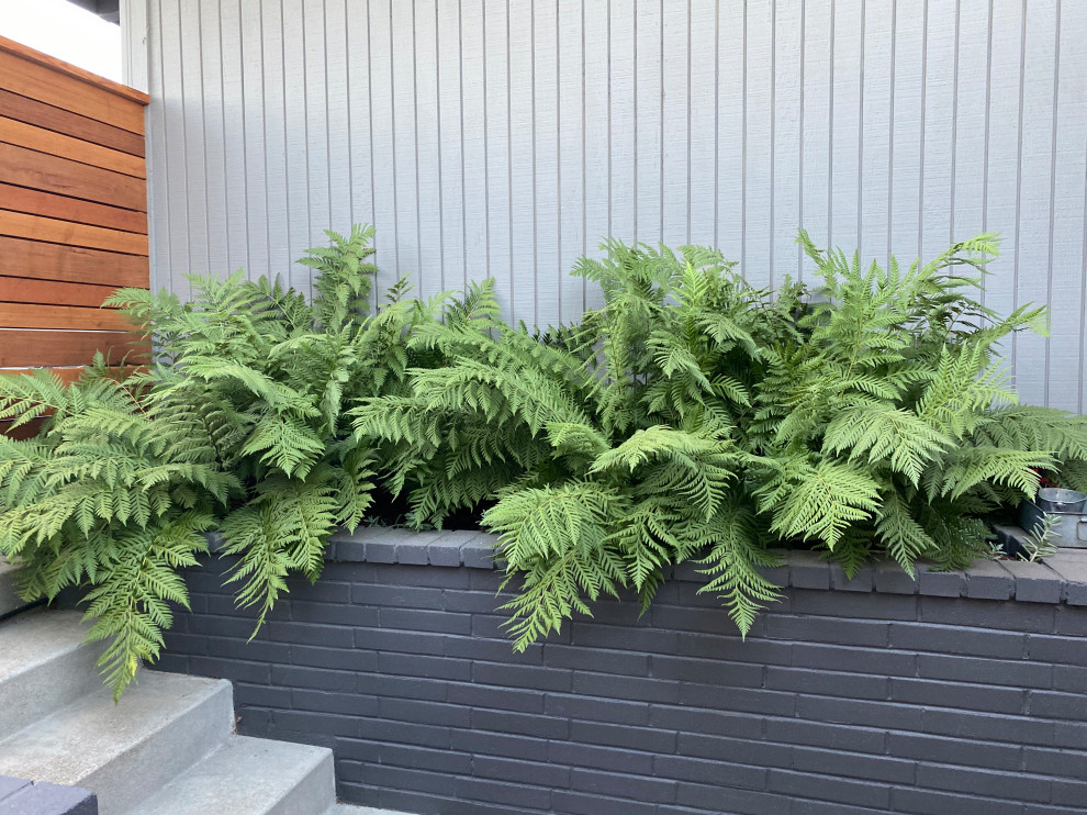 Modern Small Orinda Garden Modern Patio San Francisco by Garden