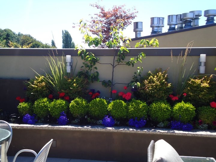 Источник вдохновения для домашнего уюта: двор среднего размера на заднем дворе в классическом стиле с растениями в контейнерах без защиты от солнца