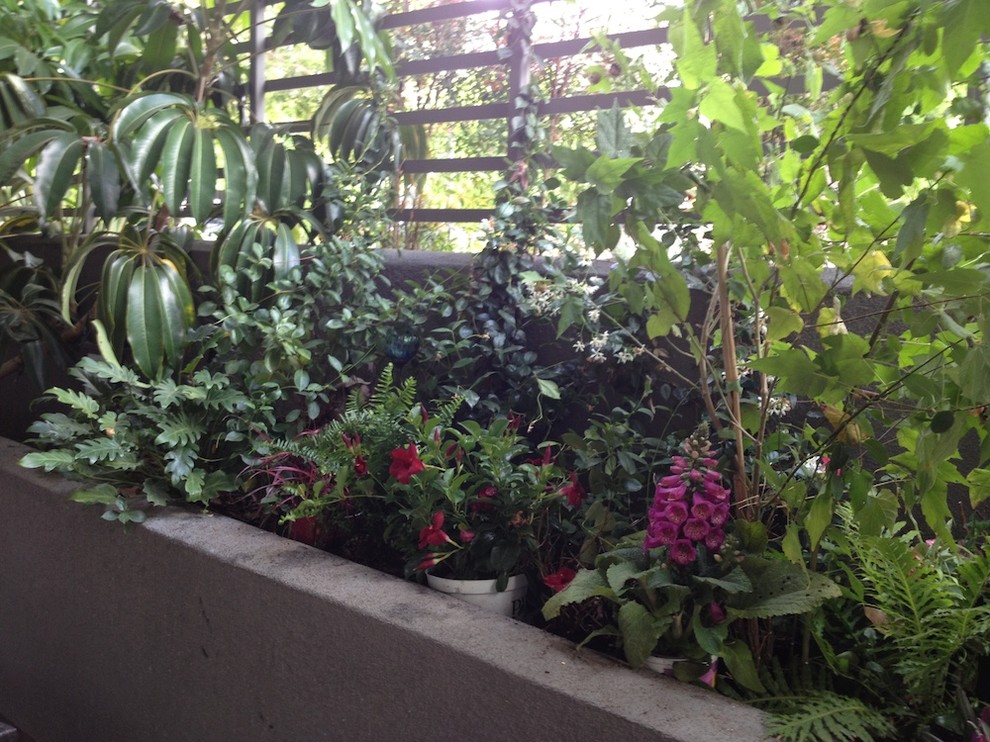 Idee per un piccolo giardino tropicale in cortile con un giardino in vaso