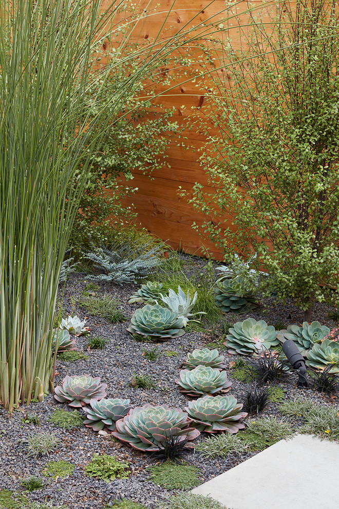 This is an example of a mid-sized mid-century modern backyard landscaping in San Francisco with a fire pit.