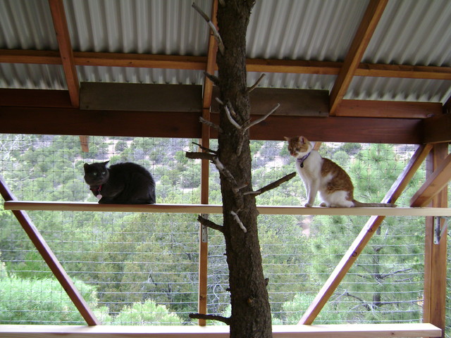 outdoor cat structures