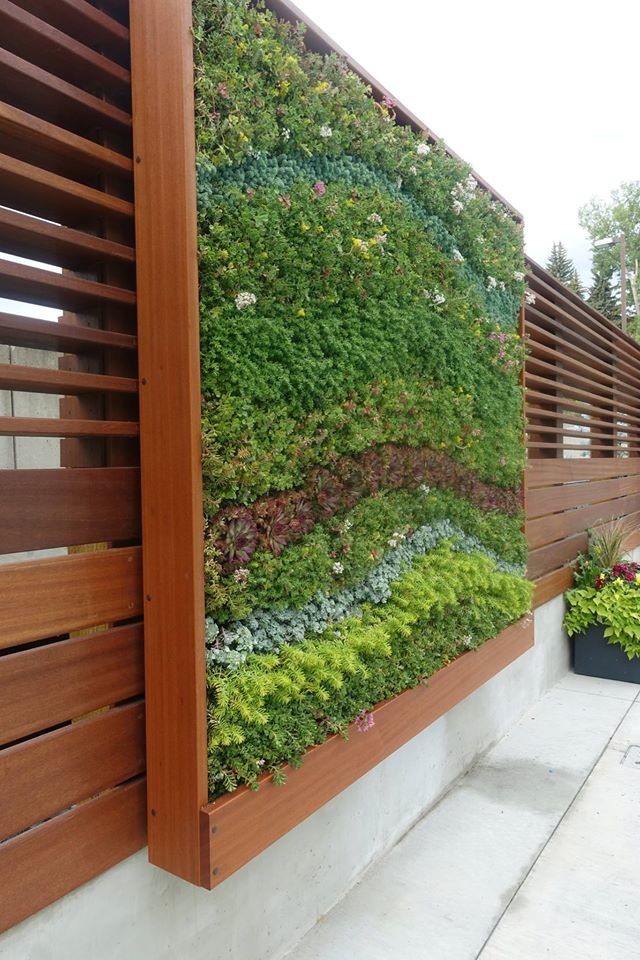 Ejemplo de patio contemporáneo grande sin cubierta en patio trasero con jardín vertical y adoquines de hormigón