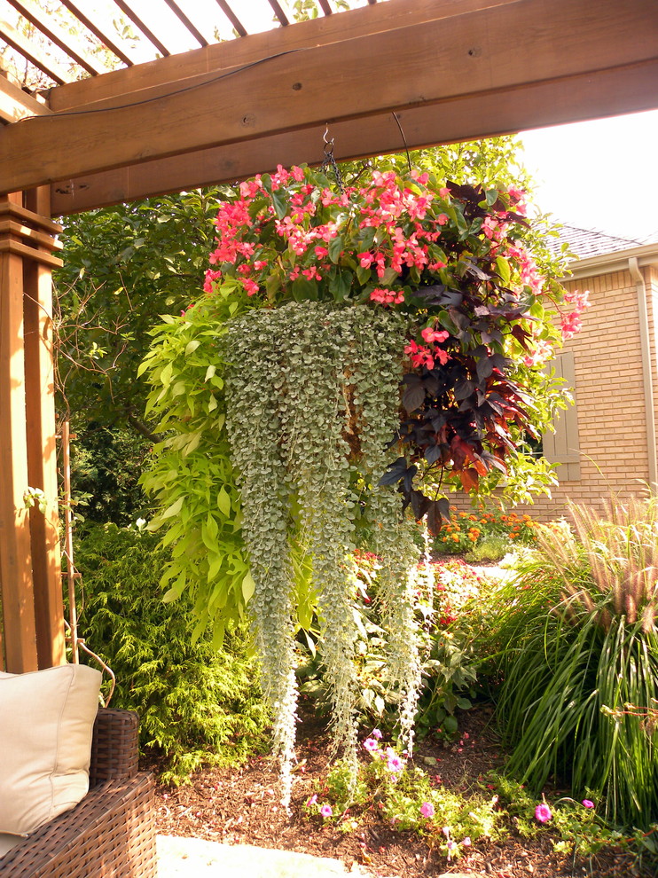 Ejemplo de patio tradicional pequeño en patio trasero con jardín de macetas y pérgola