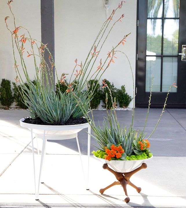 Idee per un patio o portico moderno con un giardino in vaso