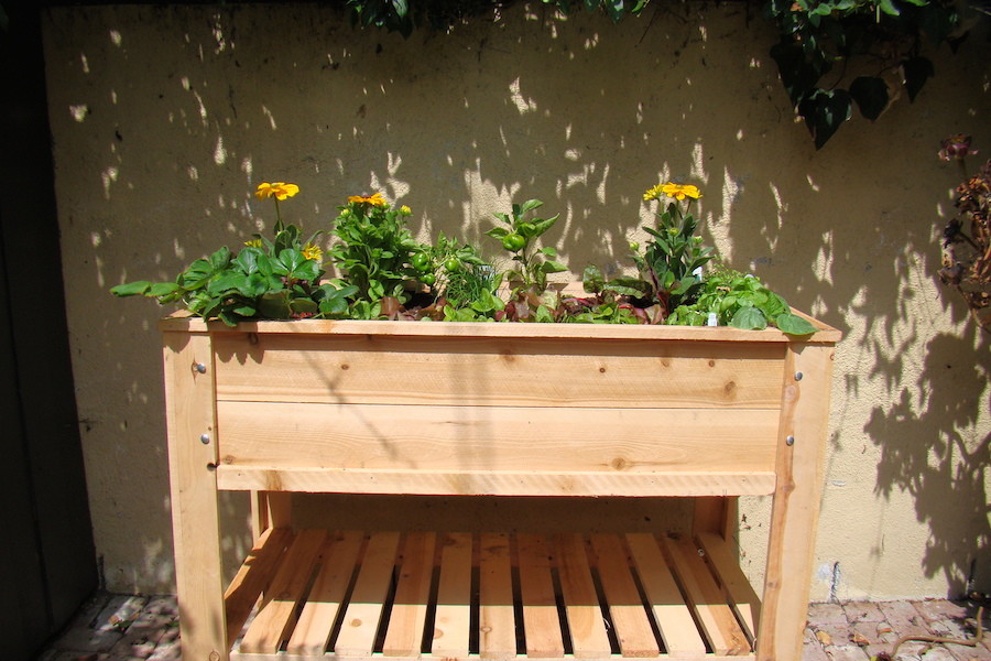 Example of a small trendy backyard patio vegetable garden design in Los Angeles with no cover