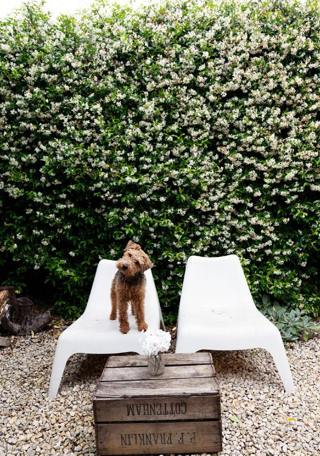 Hundgerechter Garten: So fühlt sich Ihr Fiffi draußen pudelwohl