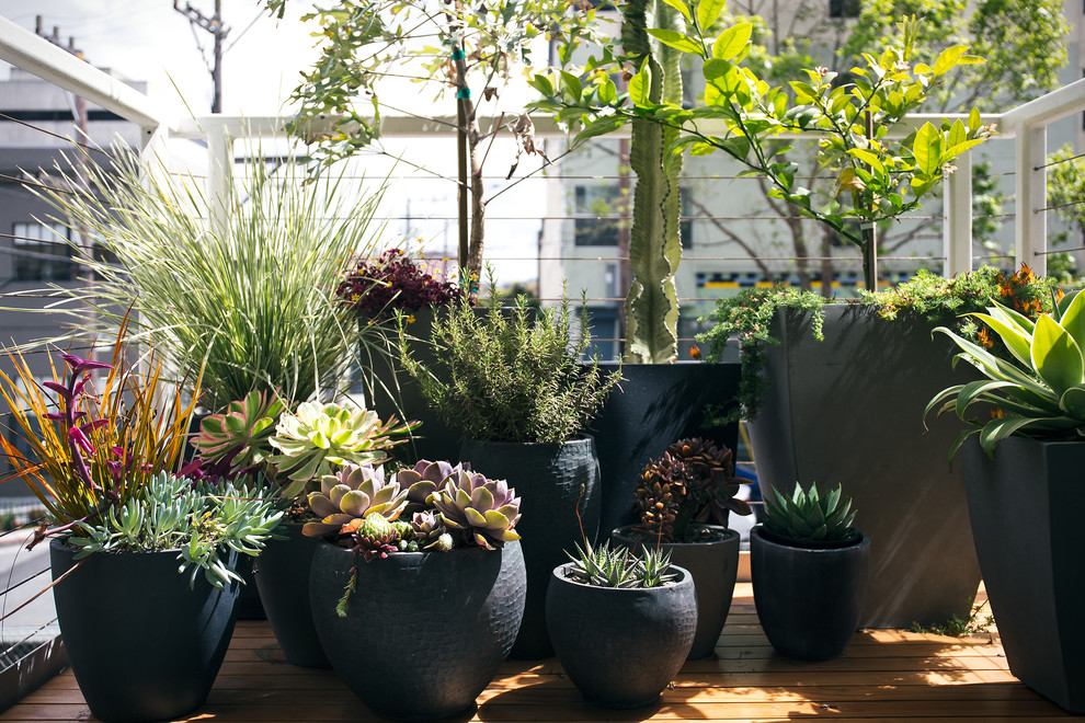 На фото: маленький двор на переднем дворе в современном стиле с растениями в контейнерах и настилом без защиты от солнца для на участке и в саду с
