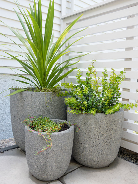 Trio of pots - Contemporary - Patio - Wellington - by Homescapes | Houzz AU