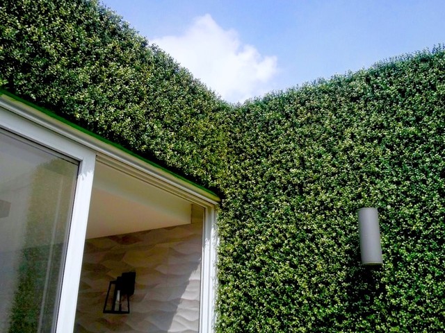 hedge wall