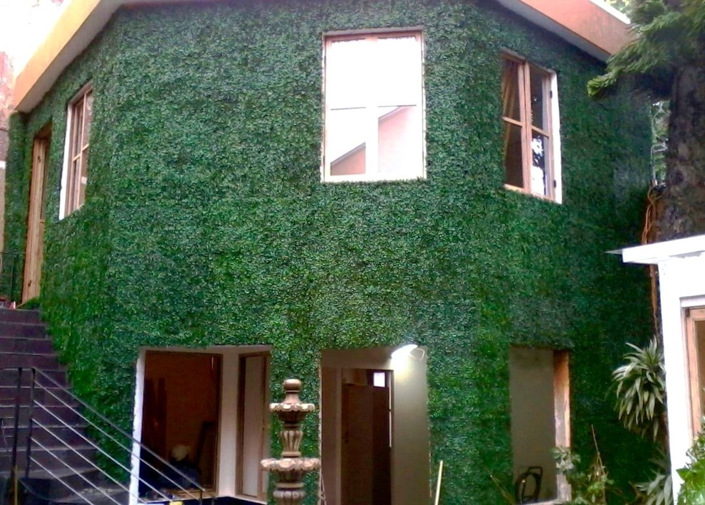 This is an example of a medium sized modern back patio in Houston with a living wall and no cover.