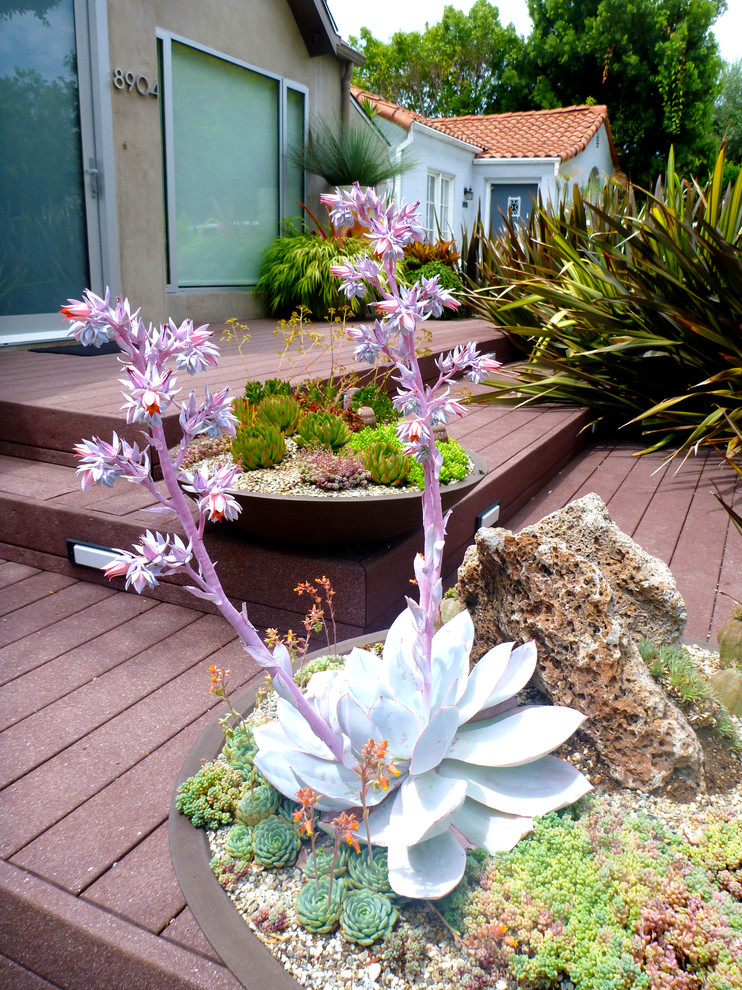 West Hollywood Container Garden Contemporary Patio Los Angeles