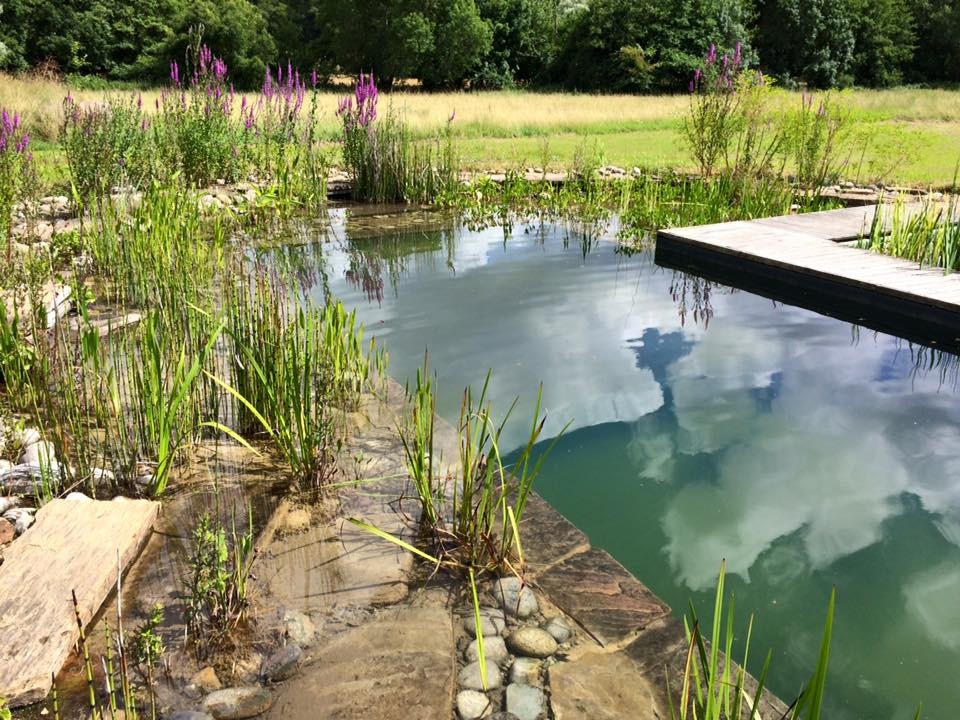 Exemple d'une grande piscine naturelle et avant nature sur mesure avec une terrasse en bois.