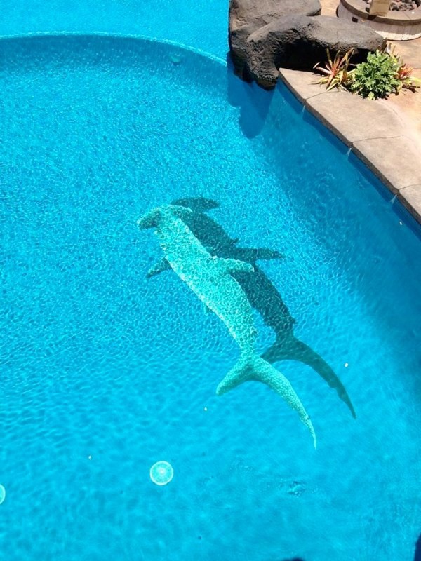 shark in pool