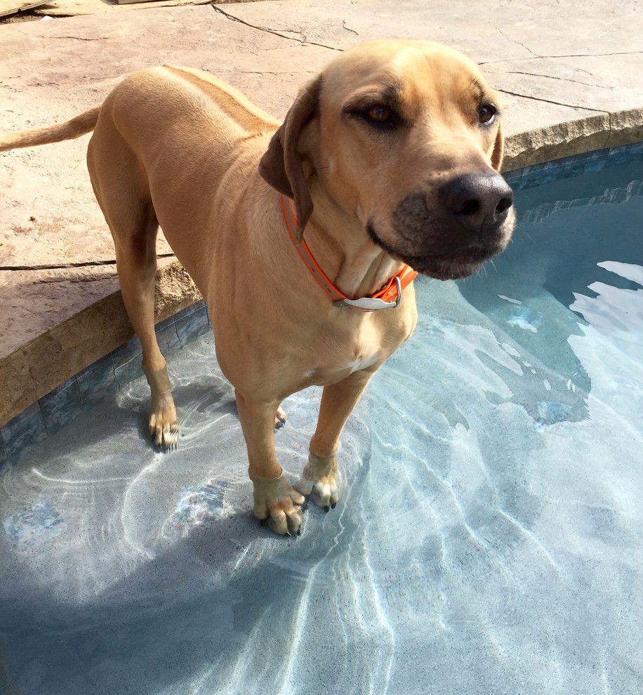 Forks Township custom pool with sunshelf & rock waterfall Traditional