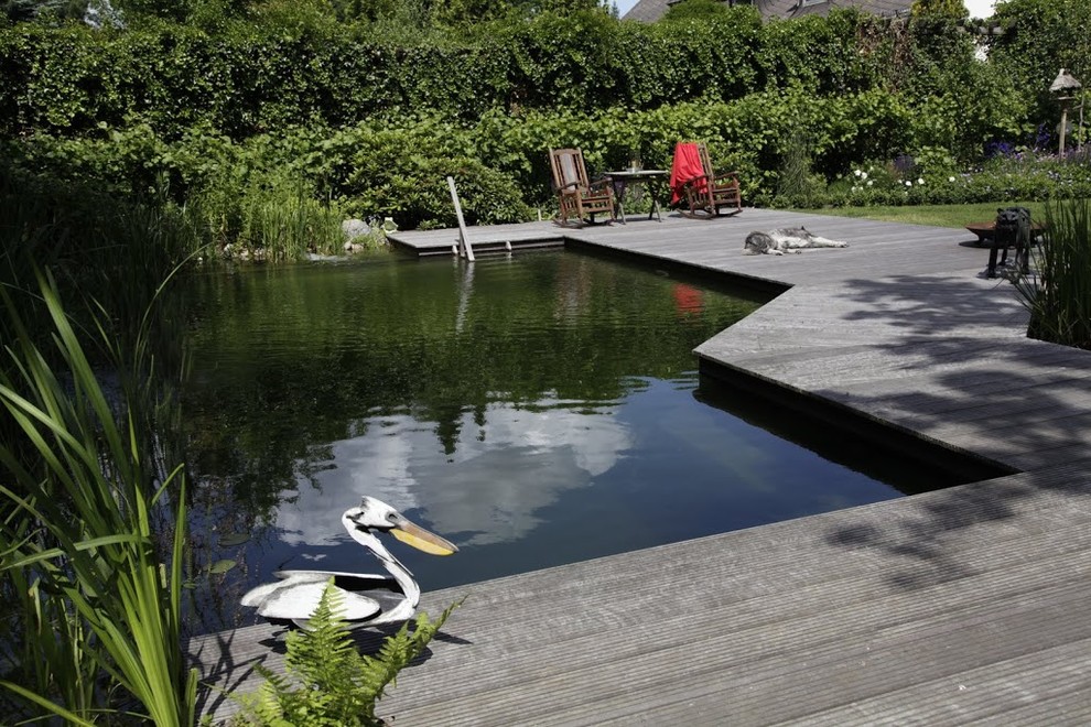 На фото: большой естественный бассейн произвольной формы на внутреннем дворе в современном стиле с настилом с