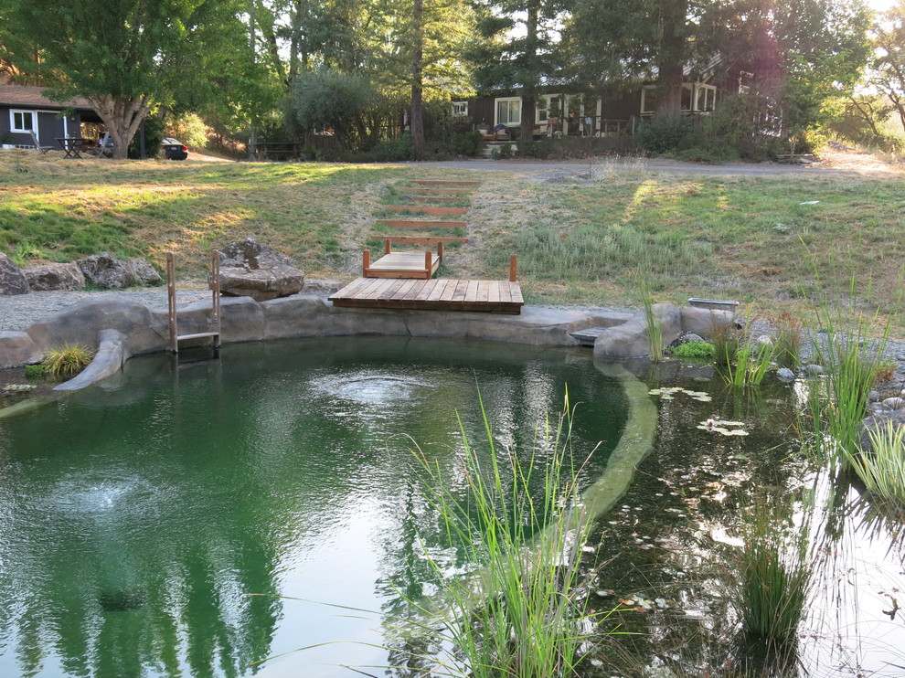 Photo of a medium sized rustic back custom shaped natural swimming pool in San Francisco.