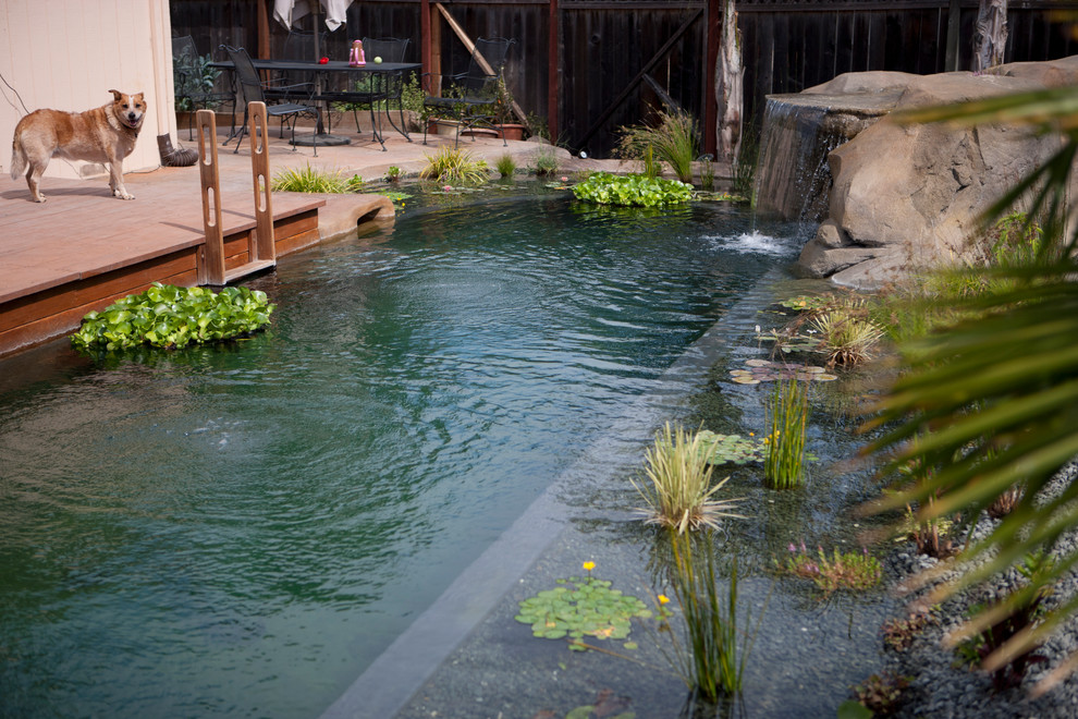 Esempio di una grande piscina naturale tropicale personalizzata dietro casa con fontane e lastre di cemento