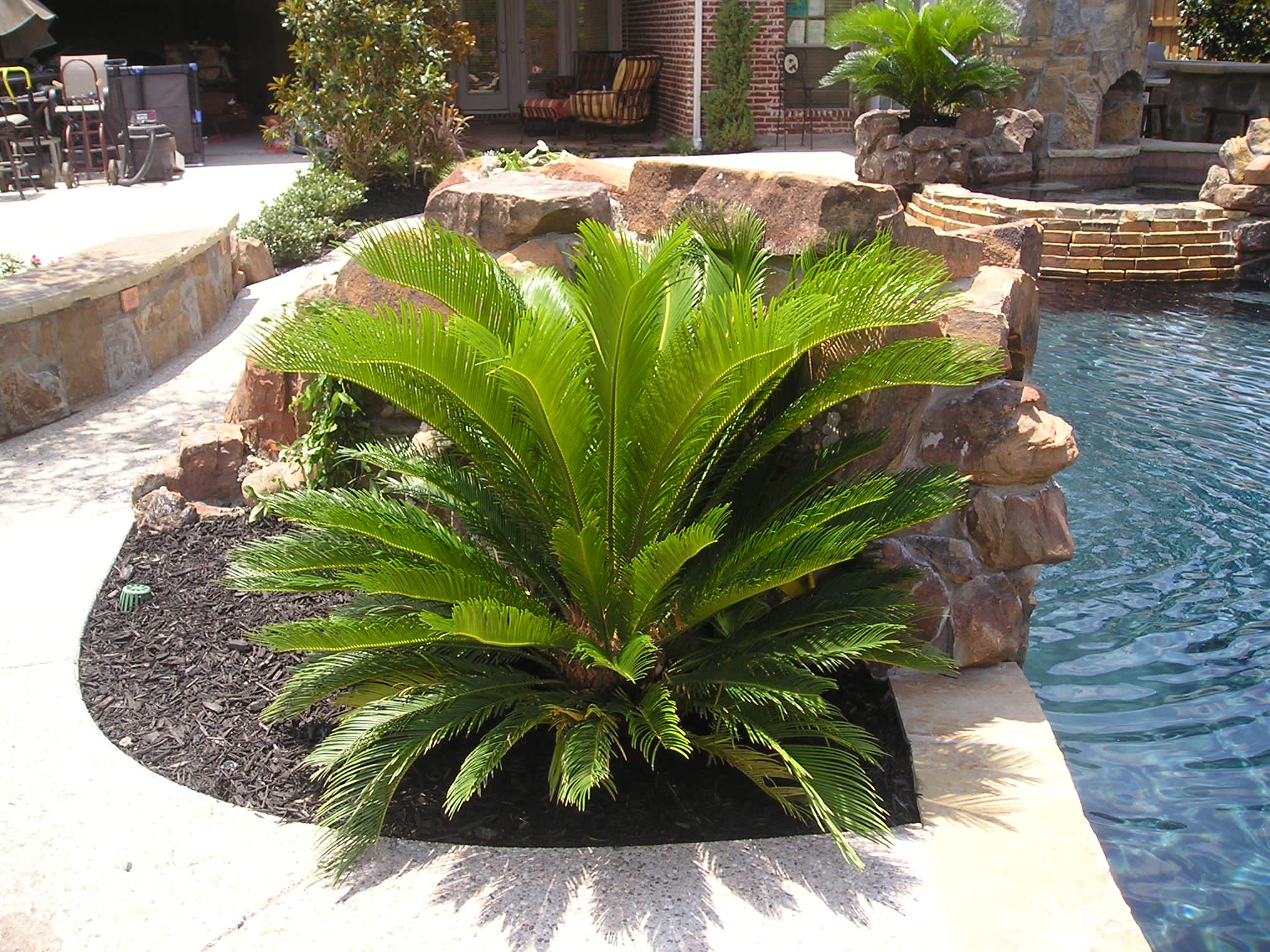 Sago Palm - Photos & Ideas | Houzz sago-palm-photos-ideas-houzz