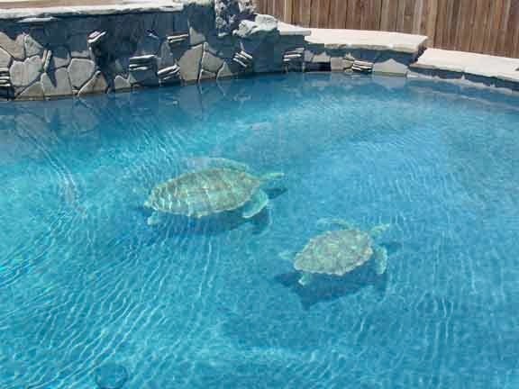 Sea Turtle Pool Tile Design - Pool - Hawaii - by Vogland.com LLC | Houzz