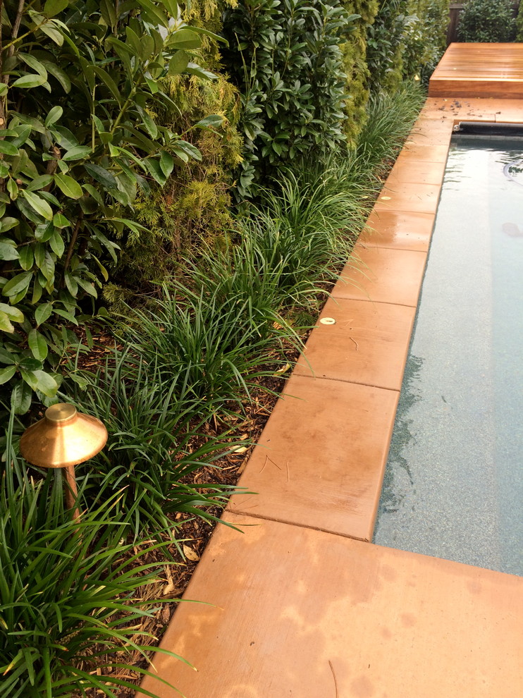 Mittelgroßer Klassischer Pool hinter dem Haus in rechteckiger Form mit Betonplatten in San Francisco