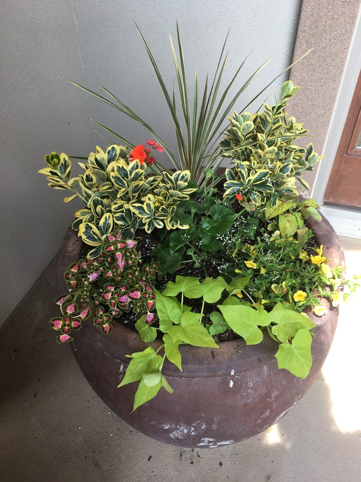 Foto di un piccolo portico davanti casa con un giardino in vaso