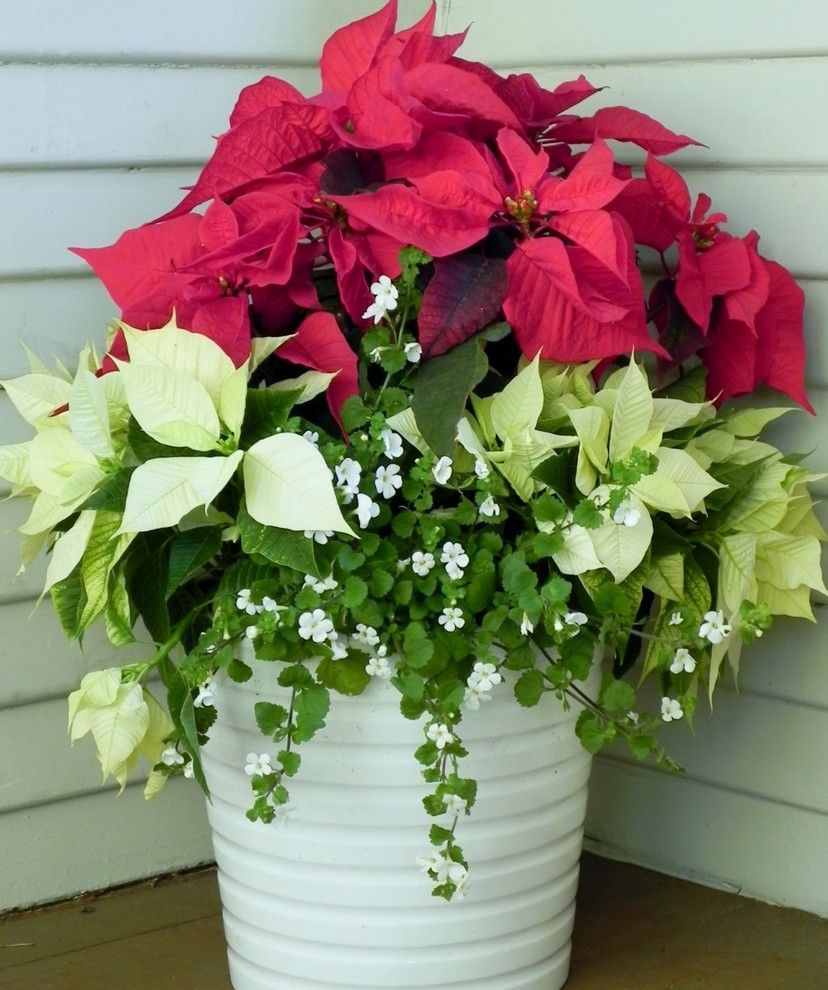 Seasonal Container Garden Traditional Porch Other by Gigi