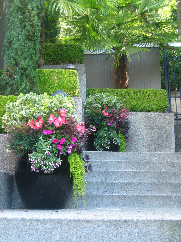 シアトルにあるお手頃価格の中くらいなコンテンポラリースタイルのおしゃれな前庭 (コンテナガーデン) の写真