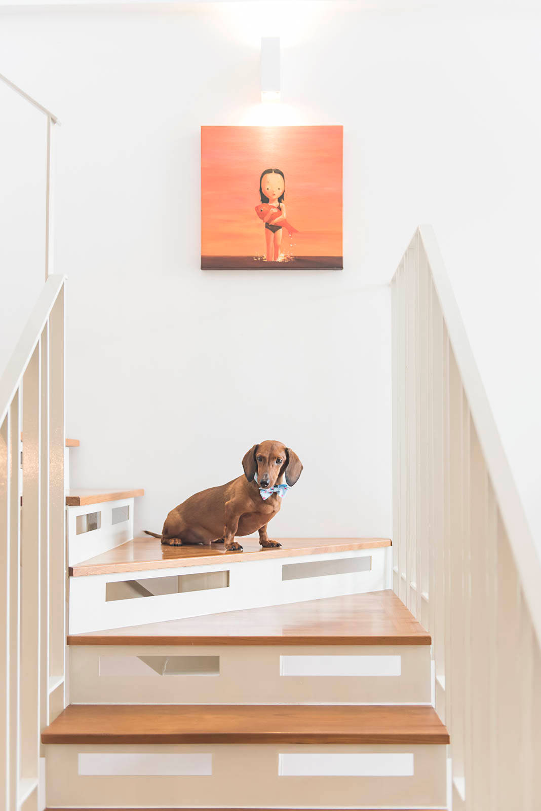 dog friendly spiral staircase
